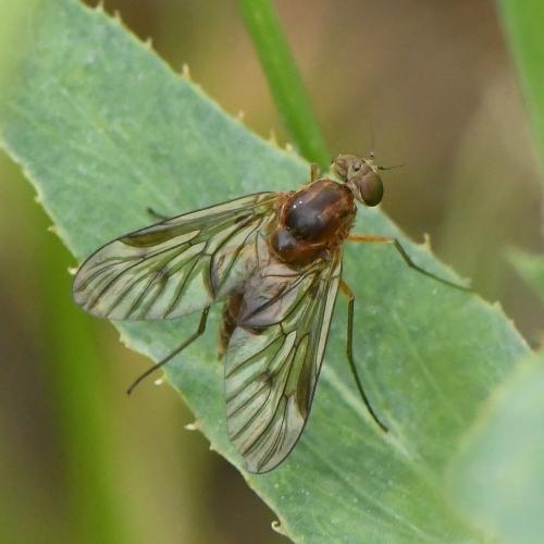 Réf. 230 805 : Chrysopilus laetus